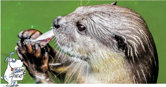  ?? BILD: SN/FOTOLIA/KAJORNYOT ?? Er sieht zwar putzig aus. Fischer mögen den Fischotter aber gar nicht.