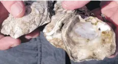  ?? AP ?? Oysters growing on larger shells at the Earle Naval Weapons Station in Middletown, New Jersey, are helping cut storm-driven shore damage.