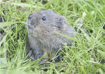  ?? ?? Water vole in grass Credit: David Edwards