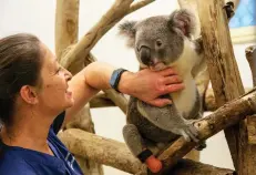  ??  ?? Friends of the Koala also runs a sanctuary for injured koalas. Here vet nurse Marley Christian comforts permanent resident Triumph, who wears a custom-made prosthetic foot.