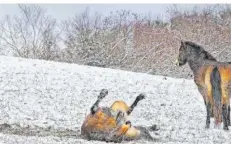  ?? FOTO: KLAUS-WERNER WILL ?? Im Januar hatten auch die Tiere auf den Habichtswe­iden ihren Spaß mit Schnee. Hier die Exmoor-Ponys.