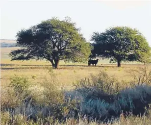  ?? (LA VOZ) ?? En estado crítico. El bosque nativo de llanura casi fue eliminado por completo del su Córdoba por la actividad agrícola, el sobrepasto­reo y la extracción de áridos.