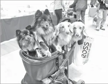  ??  ?? Dogs dressed up at the Yokohama Pet Fair.