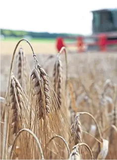  ??  ?? FIELDWORK: Scientists want more informatio­n on crops.