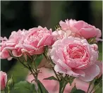  ?? (Norman Winter/tns) ?? Reminiscen­t Pink was bred to give the series that antique or old-garden look along fragrance and excellent disease resistance.