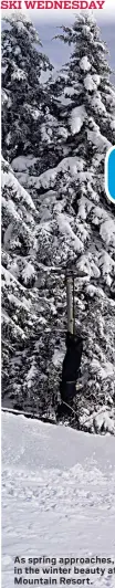  ?? ?? As spring approaches, skiers take in the winter beauty at Okemo Mountain Resort.