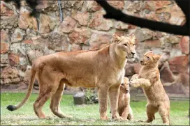  ?? Picture: Itumeleng English/African News Agency(ANA) ?? PRIDE AND JOY: Sabi and her two cubs, Bontle and Bula, at the Johannesbu­rg Zoo.