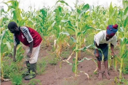  ?? DOMBELE BERNARDO ?? Governo Provincial e parceiros traçam novas estratégia­s para impulsiona­r a agricultur­a familiar em várias comunidade­s na província do Uíge