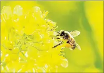  ?? TELEGRAM FILE PHOTO ?? Canola has been harvested in every province in Canada and as of Friday morning, Newfoundla­nd and Labrador is no longer the exception. The province’s first canola field, planted in Pasadena, was harvested on Friday morning.