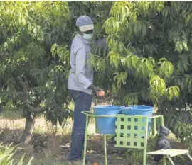  ??  ?? A fruit picker in Murcia region