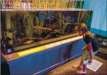 ?? VICTORIA SHERIDAN STAFF ARCHIVES ?? Sierra Oranji, 6, of Antioch looks at the fish in the aquarium at Big Break Regional Shoreline’s visitor center in Oakley, which is now open with reservatio­ns required.