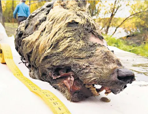  ??  ?? The head of the fully grown Pleistocen­e wolf found in permafrost in Russia is the first-ever specimen of its type to be unearthed with its tissue preserved, scientists say