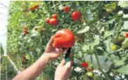  ?? D. ŠPEHAR/PIXSELL ?? smo proizveli mizernih 36,6 tisuća tona rajčica