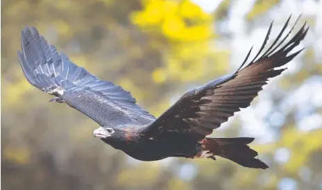  ??  ?? A man who killed more than 400 wedge-tailed eagle has been sentenced to just 14 days in jail and fined $2500.