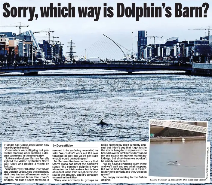  ??  ?? Liffey visitor: A still from the dolphin video