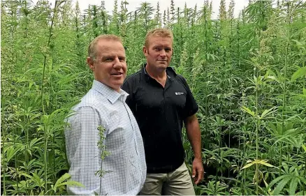  ??  ?? Midlands Seeds director Andrew Davidson, left, and field agronomist Brent Middleton. Davidson has been contractin­g growers to raise hemp seeds for the last 17 years and says they view the plant as just another crop in their rotation.