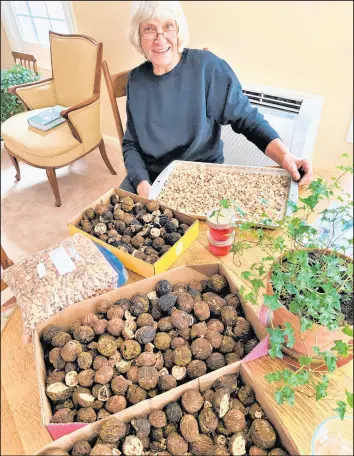  ?? PHIL POTEMPA/POST-TRIBUNE ?? Farm wife Wanda Bonnell has harvested black walnuts from her family’s farm for decades to use in holiday baking, using the tips and techniques she learned from her own mother.