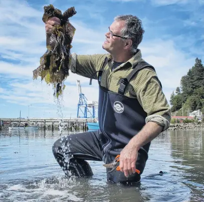  ?? PHOTO: GERARD O’BRIEN ?? I see weed . . . Southern Clams operations manager David Redshaw inspects some undaria seaweed.