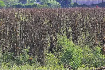  ?? ?? Calor. El MARN ha registrado altas temperatur­as en varios puntos del país estas semanas.