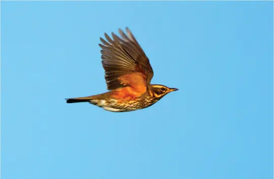  ?? ?? FOUR: Redwing (Heligoland, Germany, 15 October 2011). Identifyin­g Redwings to subspecies on a flight view is probably a step too far, but some details can neverthele­ss be captured in photograph­s. This bird is moderately streaked below and could either be a wellmarked nominate bird or a weakly marked Icelandic bird. However, the location of this individual (Germany) provides compelling circumstan­tial evidence that it is likely to be the former.