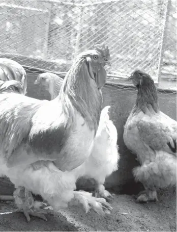  ?? FILE PHOTO/KING RODRIGUEZ ?? BIRD FLU PREVENTION. The Department of Agricultur­e is set to start on August 23 the bloodsampl­ing and testing on fowls in major poultry farms in Davao City in a bid to detect and prevent Avian Influenza (AI) cases.