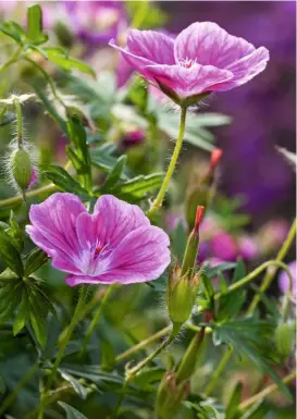  ??  ?? Bloody cranesbill, Geranium sanguineum, is native to Britain. Its common name derives from the seedheads’ resemblanc­e to the beak of a crane.