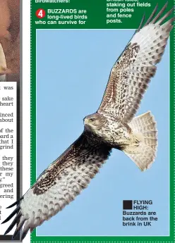  ??  ?? BUZZARDS are long-lived birds who can survive for ■
FLYING HIGH: Buzzards are back from the brink in UK