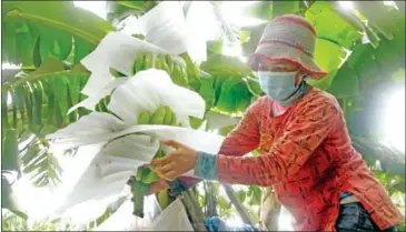  ?? HENG CHIVOAN ?? A woman handles bananas in Kampot province in March 2022.