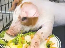  ??  ?? Mango the piglet enjoys a meal of fruit and vegetables. He was found injured on the side of a highway near Ottawa last week. A GoFundMe campaign to cover his medical bills is at gofundme.com/f/saving-baby-mango.