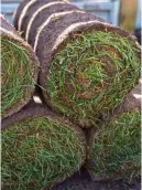  ?? ?? Rolled turf will root more easily in the cooler autumn months