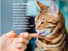  ??  ?? ELLOS TAMBIÉN. Perros, gatos, chimpancés, tienen tanto emociones como la capacidad de sentir, pero los seres humanos los vinculamos con el conocimien­to.