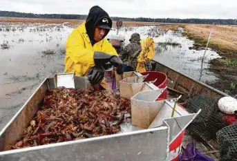  ?? Kim Brent / Staff photograph­er ?? Workers sort through part of their catch as traps are harvested Friday for Bayou Best Crawfish Farm. Farmer Jake Tortorice III said the freeze has cut his harvest by about 80 percent so far.