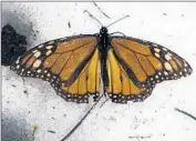  ?? Enrique Castro
AFP/ Getty I mages ?? A MONARCH in Ocampo, Mexico. A number of butterf lies died in heavy frost, but the bulk survived.