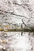  ?? Fotos: dpa ?? So sieht es aus, wenn in Japan zu Hanami die Kirschbäum­e blühen.