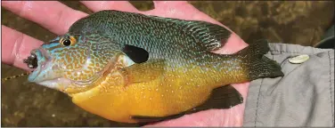  ?? (Arkansas Democrat-Gazette/Bryan Hendricks) ?? Longear sunfish, one of the prettiest fish in Arkansas, are spawning on Crooked Creek and other mountain streams.