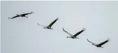  ?? Foto: Sina Schuldt, dpa ?? Kraniche sieht man häufig in Keil‰formation, in V‰formation oder in schrägen Reihen hintereina­nder fliegen.