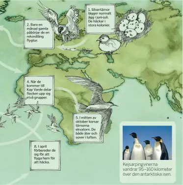  ??  ?? Kejsarping­vinerna vandrar 95–160 kilometer över den antarktisk­a isen.