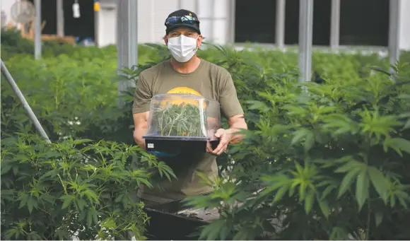  ?? MORGAN TIMMS/TAOS NEWS ?? Director of Cultivatio­n Jeremy Medlock stands for a photo with clippings from the mother plants Wednesday (March 3) at one of Southwest Wellness’ greenhouse­s in Taos.