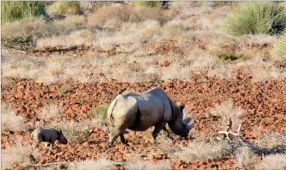 ?? Photo: Contribute­d ?? In danger… Three security staff at a farm in the Outjo district were arrested for allegedly supplying rhino horns to arrested suspects.