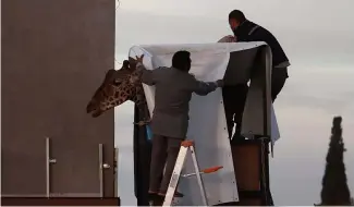  ?? ?? Arbeiter bereiten die Giraffe Benito für den Transport im städtische­n Central Park Zoo in Ciudad Juarez, Mexiko, vor, 21. Januar 2024.