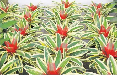  ?? ORLANDO SENTINEL FILE ?? Bromeliads can tolerate cooler temperatur­es but not freezing weather. It is best to move prized foliage plants to warm locations when cold warnings are sounded.