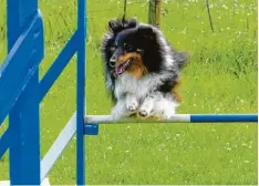  ?? Foto: Sabine Gareiß ?? Sheltie Lilly vom HSC Ries wird beim Scharlachr­ennen zum ersten Mal an den Start gehen.