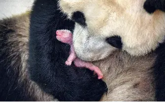  ??  ?? Blind, nearly hairless and 1/900 the size of its mother, a newborn panda is as needy as it gets. It will grow from around 115 grams to 1.8 kilograms in a month