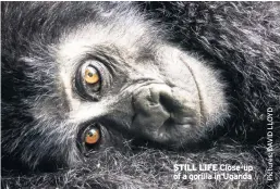  ??  ?? STILL LIFE Close-up of a gorilla in Uganda