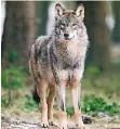  ?? FOTO: DPA ?? Ein Wolf im Biotopwild­park Anholter Schweiz in Isselburg.