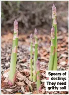  ?? ?? Spears of destiny: They need gritty soil