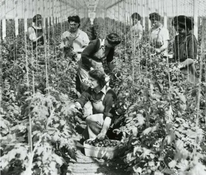  ??  ?? DIG FOR VICTORY Picking tomatoes in a greenhouse in Essex – the war spurred a huge nationwide campaign for growing food