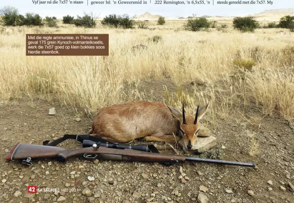  ??  ?? Met die regte ammunisie, in Thinus se geval 175 grein Kynoch-volmantelk­oeëls, werk die 7x57 goed op klein bokkies soos hierdie steenbok.