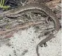  ?? PHOTOS: SUPPLIED ?? Drivers of fourwheeld­rive vehicles have recently turned part of a skink monitoring site at Big River, near Reefton, into a mud pit, endangerin­g the Alsorns skink.