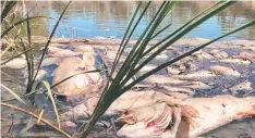  ?? Picture: Office of Jeremy Buckingham MLC ?? Labor has called for a task force to investigat­e the deaths of one million fish in NSW.
